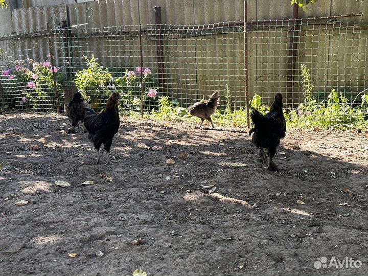 Молодые петухи