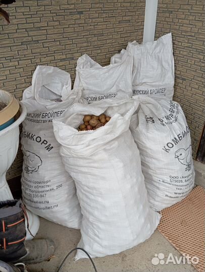 Картофель на корм скоту