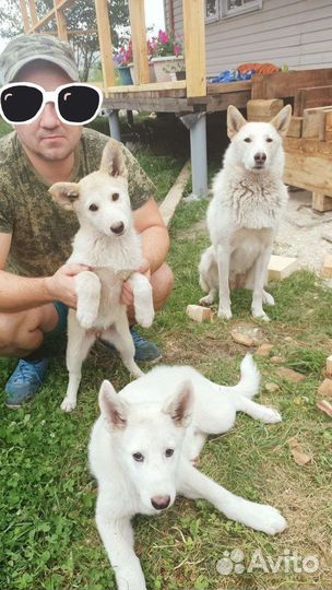 Щенки западно сибирской лайки