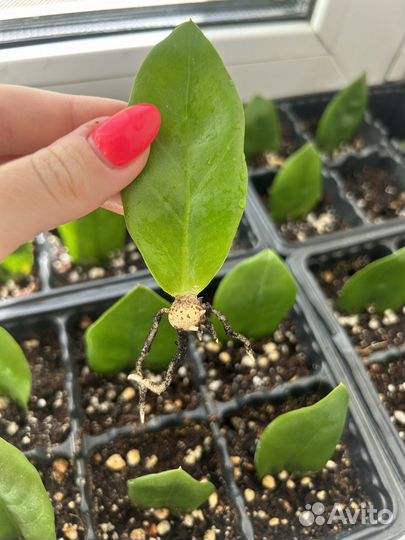 Замиокулькас детки