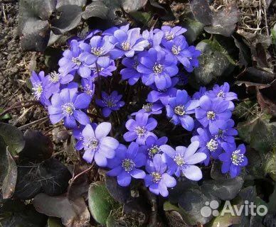 Печёночница белая и голубая на посадку