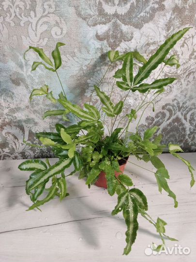 Папоротники Асплениум/Флебодиум/Дриоптерис