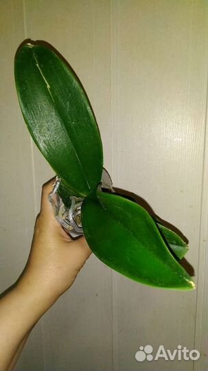 Орхидея фаленопсис Golden Cheese