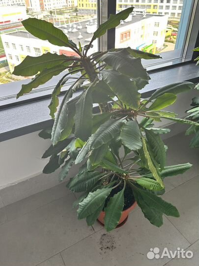 Комнатные цветы