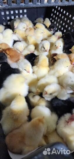 Цыплята