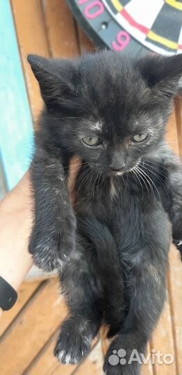 Котики бесплатно в добрые руки