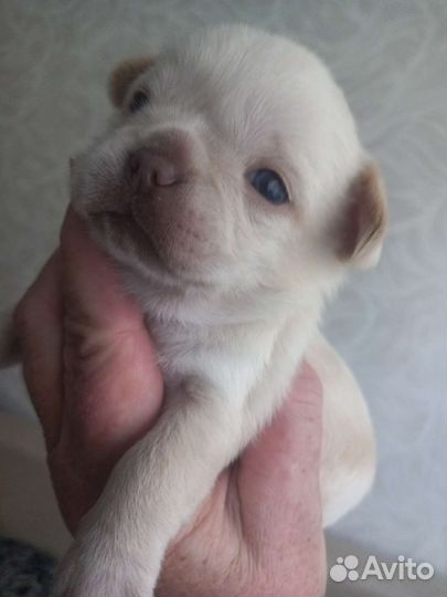 Щенки чихуахуа