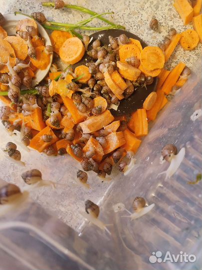 Улитята альбиносы