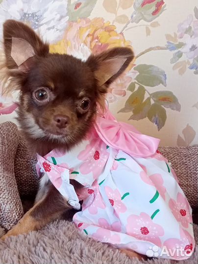 Щенки чихуахуа девочки