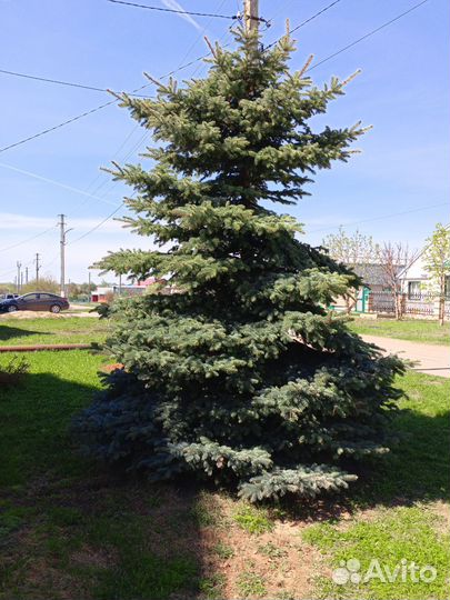 Ель голубая