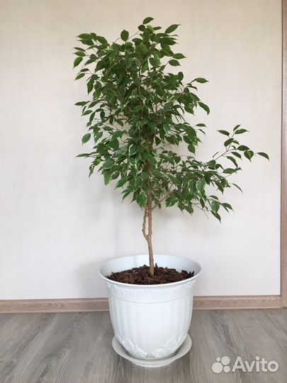 Фикус бенджамина