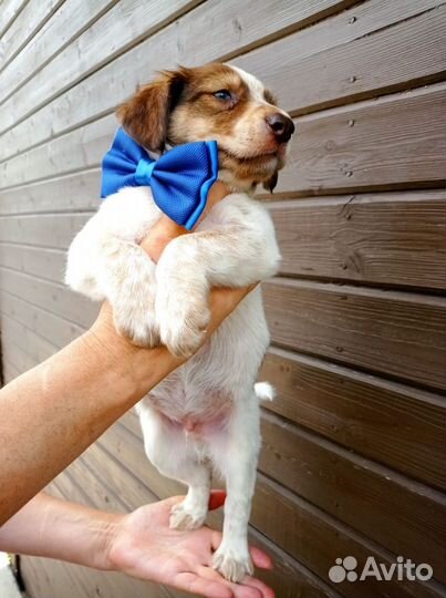 Щенули в добрые ручки