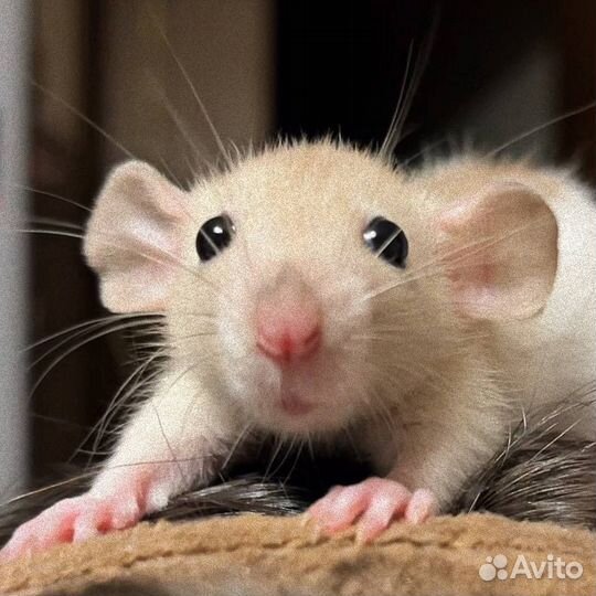 Крысята дамбо