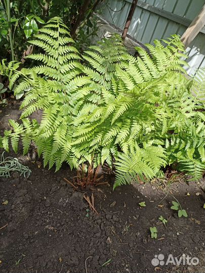 Папоротник