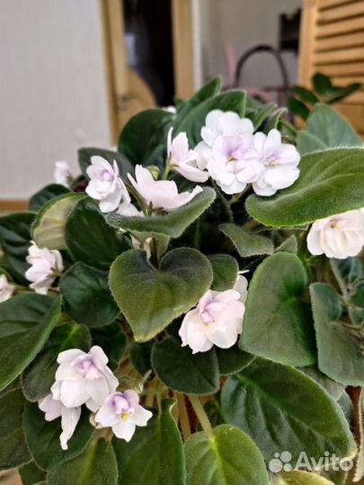 Фиалки,глоксинии