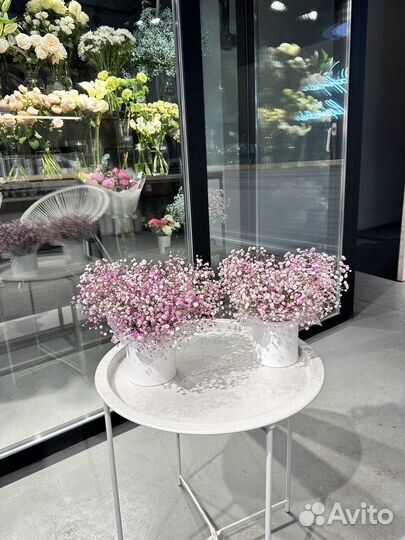 Гипсофила в коробке