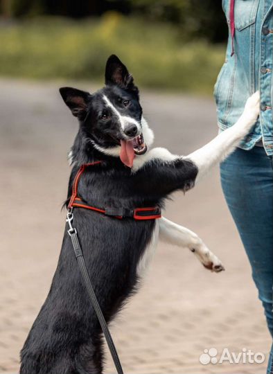 Собака в добрые руки