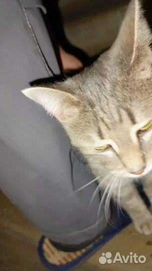 Кошка в дар