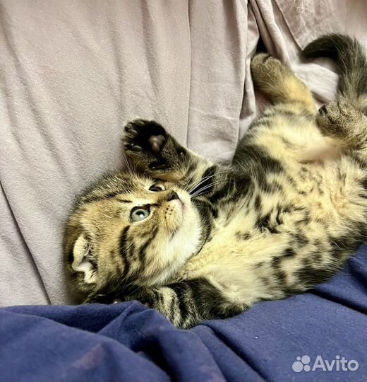Шотландский вислоухий котенок