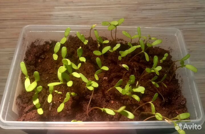 Рассада бархатец