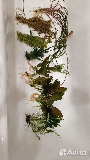 Аквариумные растения прополка