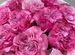 11 пионовидных нежных роз букет с доставкой