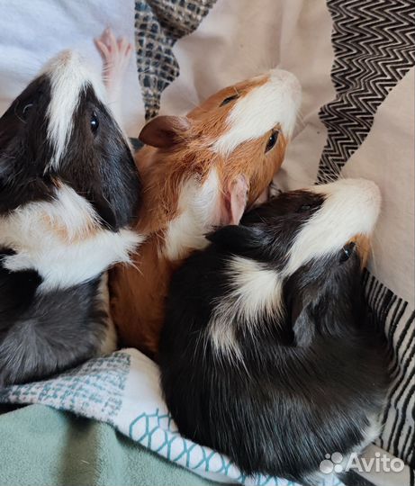 Морские свинки малыши