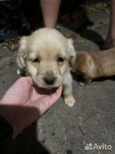 Двортерьер