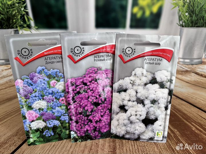 Астры, бархатцы