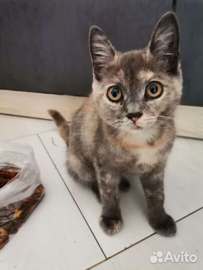 Кот в дар бесплатно