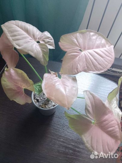 Комнатные цветы