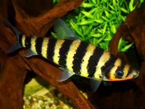 Лепоринус полосатый (Leporinus fasciatus)