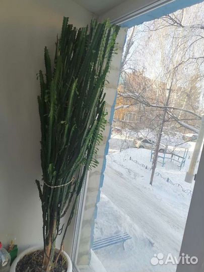 Кактус молочай