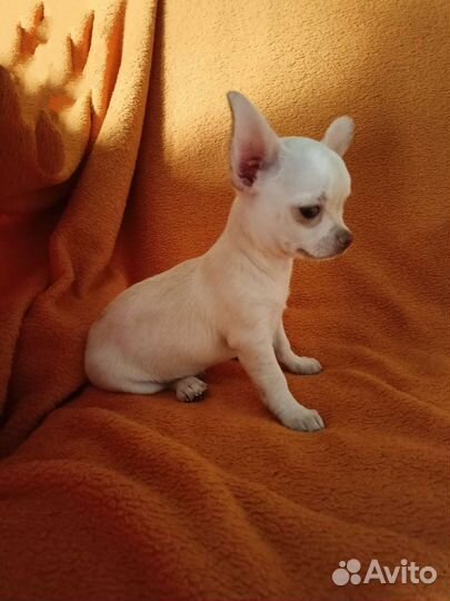 Чихуахуа, щенки