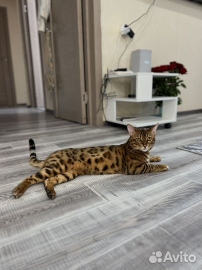 Бенгальский кот вязка