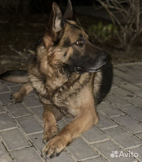 Немецкая овчарка вязка