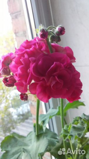 Комнатные растения