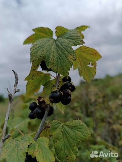 Приму ягоду, яблоки, грушу. На переработку