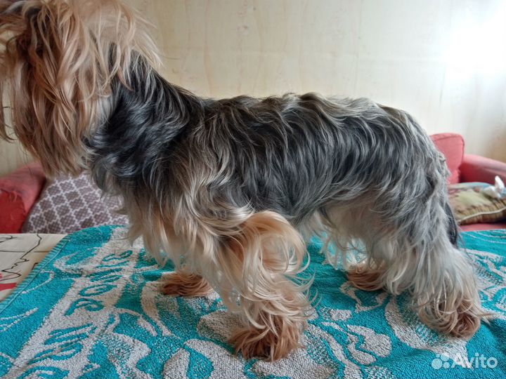 Груминг (модели)