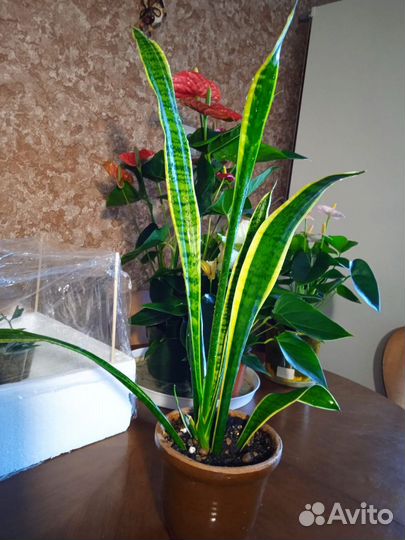 Сансевиерия
