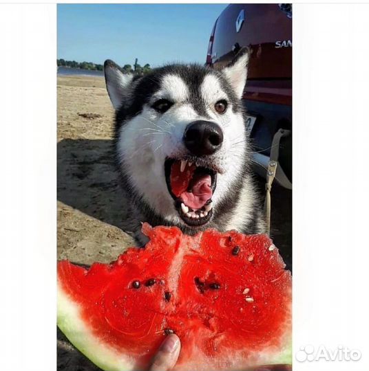 Вязка кобель хаски