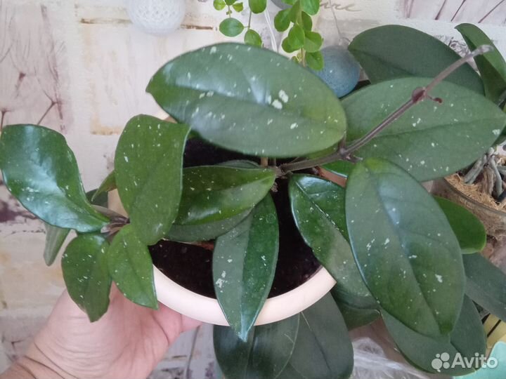 Хойя. Восковой плющ