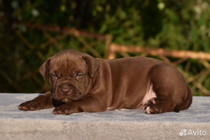 Шенок Прайтер