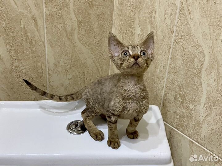 Девон-рекс тигровая Арина