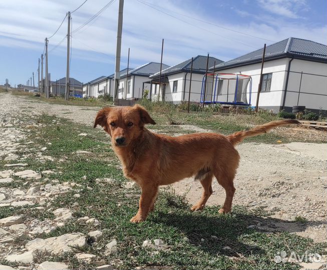 Милый мальчик (собака)