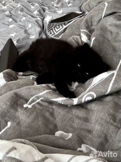 Персидский котенок