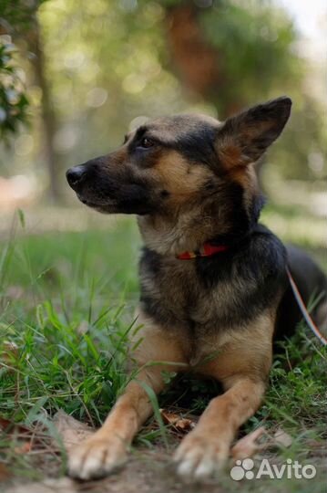 Метис немецкой овчарки