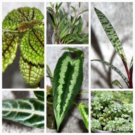 Домашние растения