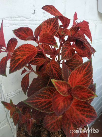 Колеус срезы 2 сорта