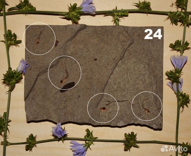 Разные рыбы (карбон/миоцен), кости плейстоц. рыб